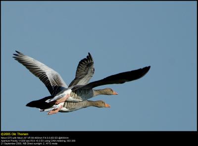 Greylag Geese (Grågås / Anser anser)