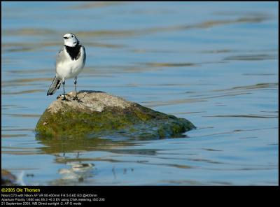 Pied Wagtail (Hvid vipstjert / Motacilla alba) (updated:2005-09-21)