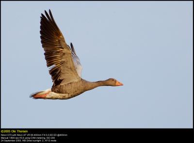 Greylag Goose (Grgs / Anser anser)