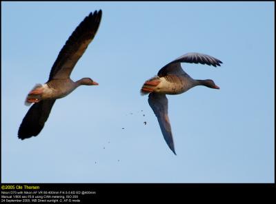 Greylag Geese (Grgs / Anser anser)