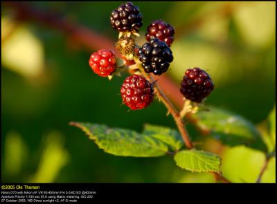 Blackberries (Brombr / Rubus armeniacus)