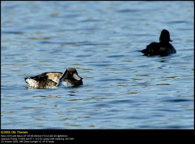 Tufted Duck (Troldand / Aythya fuligula)