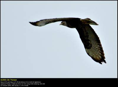 Buzzard (Musvge / Buteo buteo)