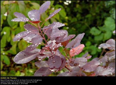 Smoke bush (Parykbusk / Cotinus coggygria)