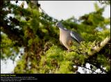 Wood Pigeon (Ringdue  /  Columba palumbus)