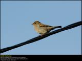 House Sparrow (Gråspurv / Passer domesticus)