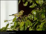 Greenfinch (Grønirisk / Carduelis chloris)