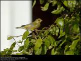 Greenfinch (Grnirisk / Carduelis chloris)