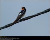 Barn Swallow (Landsvale / Hirundo rustica)
