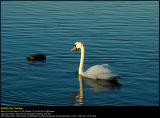 Mute swan (Knopsvane / Cygnus olor)