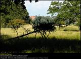 Aalholm Skov 20040829 0002 PS web.jpg