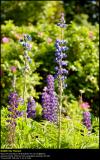 Garden Lupin (Lupin / Lupinus polyphyllus)