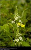 Camassia (Prærielilje / Camassia leichtlinii)