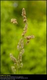 Cock's-Foot (Alm. Hundegræs / Dactylis glomerata)