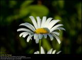 Leucanthemum (Marguerit / Leucanthemum vulgare)