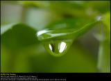 Crying leaf
