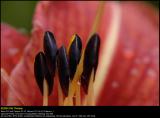 Orange Day Lily (Brun Daglilje / Lilium Hemerocallis fulva)