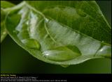 Raindrops on a leaf