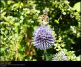 Painted Lady (Tidselsommerfugl / Vanessa cardui)