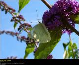 Large White (Stor Kålsommerfugl / Pieris brassicae)