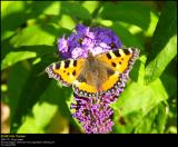Small Tortoiseshell (Nældens takvinge / Aglais urticae)