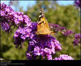 Painted Lady (Tidselsommerfugl / Vanessa cardui)