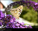 Painted Lady (Tidselsommerfugl / Vanessa cardui)