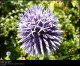 Schrader Blue Globe-Thistle (Blå Tidselkugle / Echinops bannaticus)