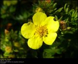 Shrubby Cinquefoil (Buskpotentil / Potentilla fruticosa)