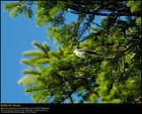 Blue Tit (Blmejse / Cyanistes caeruleus)