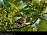 Black Bird (Solsort / Turdus merula)