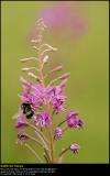 Fireweed (Alm. Gederams / Epilobium angustifolium)