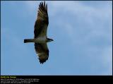 Birds of Prey (updated:2008-09-13)