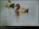 Common Pochard (Taffeland / Aythya ferina)