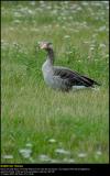 Greylag Goose (Grågås / Anser anser)