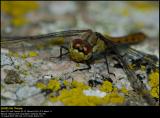 Ruddy Darter (Blodrød hedelibel / Sympetrum sanguineum)