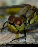 Ruddy Darter (Blodrød hedelibel / Sympetrum sanguineum)