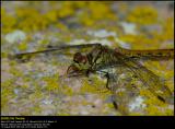 Ruddy Darter (Blodrød hedelibel / Sympetrum sanguineum)