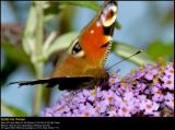 Peacock (Dagpåfugleøje / Inachis Io)