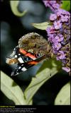 Red Admiral (Admiral / Vanessa Atalanta)