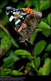 Red Admiral (Admiral / Vanessa Atalanta)