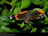 Red Admiral (Admiral / Vanessa Atalanta)