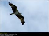 Osprey (Fiskeørn / Pandion haliaetus)