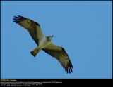Osprey (Fiskeørn / Pandion haliaetus)