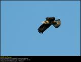 Buzzard (Musvge / Buteo buteo)