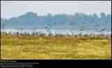 Greylag Geese (Grågås / Anser anser)