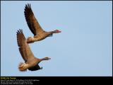 Greylag Geese (Grågås / Anser anser)