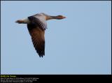 Greylag Goose (Grågås / Anser anser)