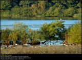 Greylag Geese (Grågås / Anser anser)
