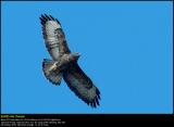 Buzzard (Musvåge / Buteo buteo)